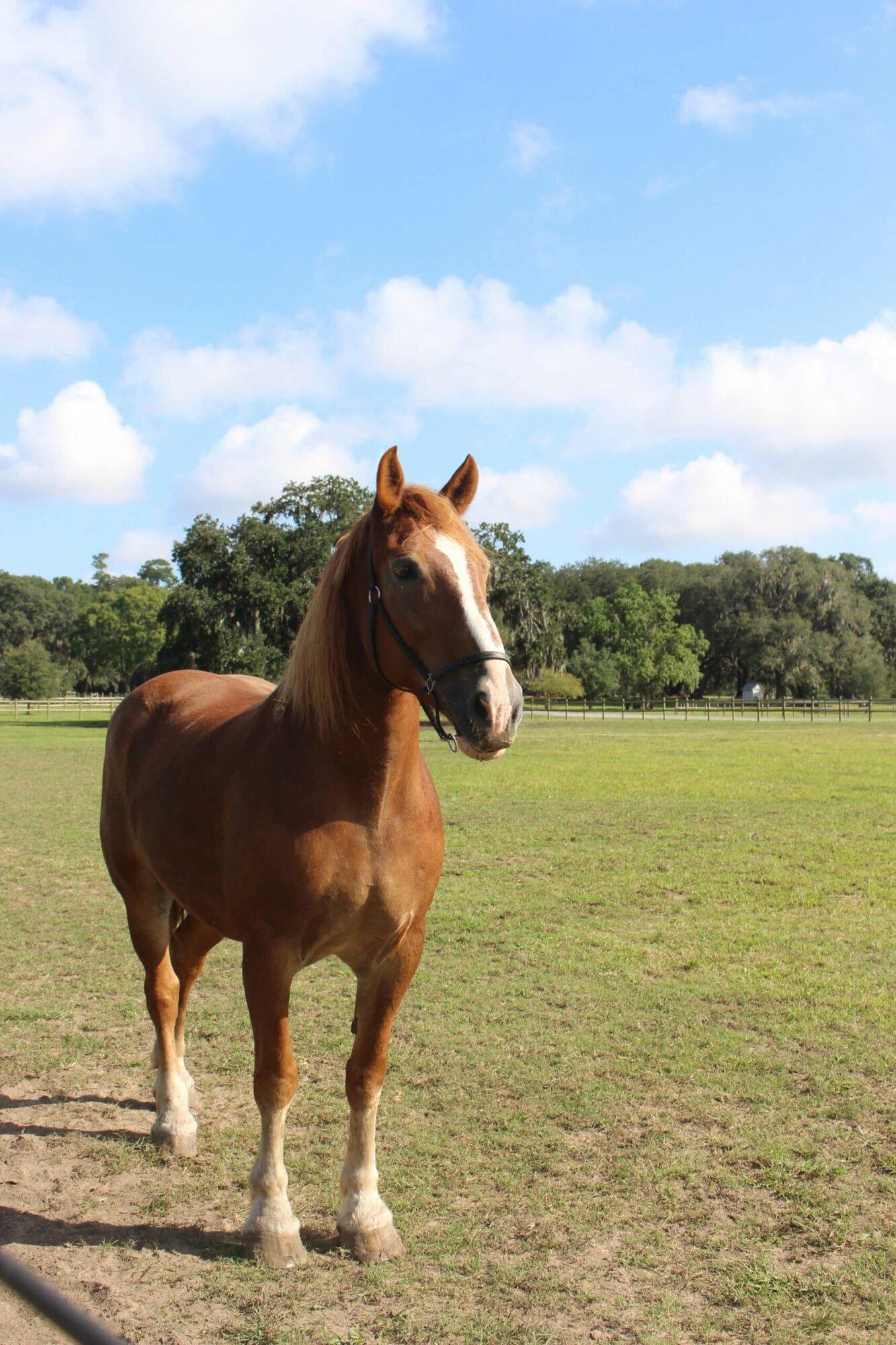 Picture of a horse named Prince