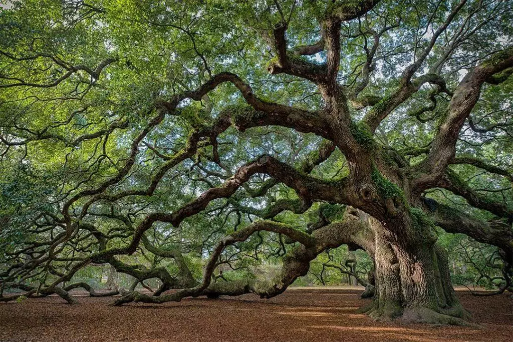 Angel Oak® on Johns Island