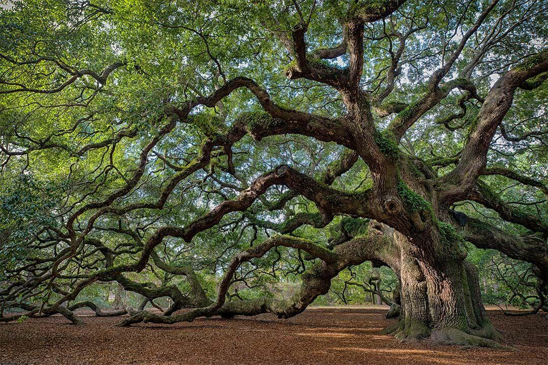 Angel Oak® on Johns Island