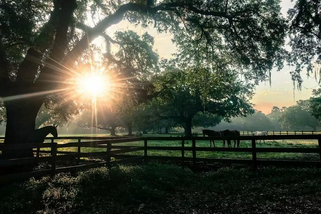 See the Beauty of Middleton Place on Horseback