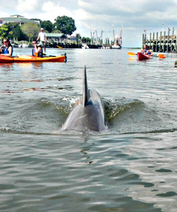 Shem Creek Kayak Tour