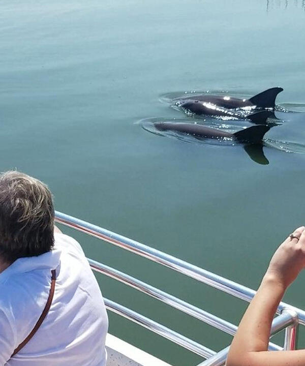 Dolphin Tour Charleston