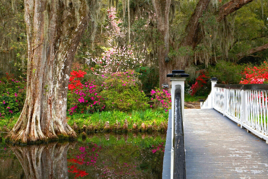 Magnolia Planation in Charleston in March