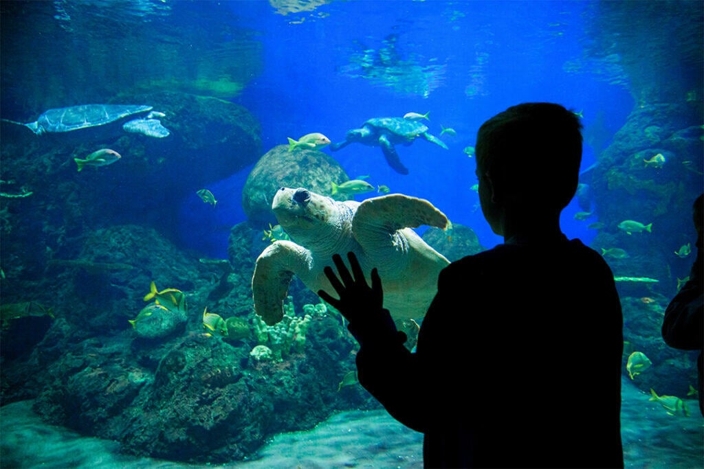 South Carolina Aquarium