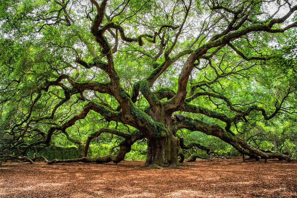 Angel Oak Tree